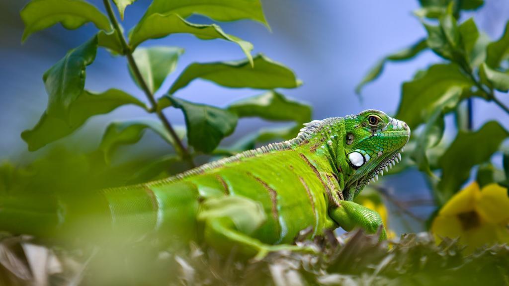 Pousada Jeriba Jijoca de Jericoacoara Zewnętrze zdjęcie